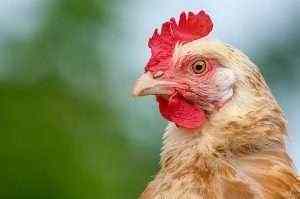 U.S. to resume Chinese chicken exports following approval for processing plants