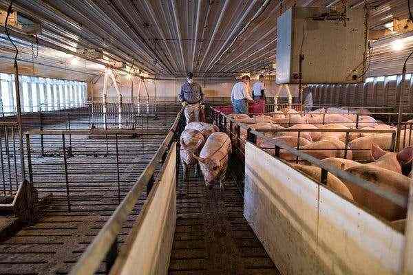 China’s 2019 pork production hits 16-year low due to swine flu